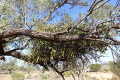 Alectryon oleifolius canescens