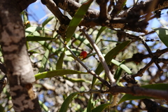 Alectryon oleifolius canescens