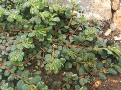 Euphorbia velleriflora