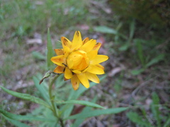 Xerochrysum bracteatum