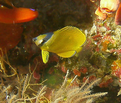 Chaetodon kleinii