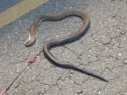 Brown Banded Cobra