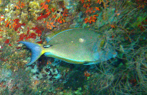 Eyestripe Surgeonfish — seen at this dive site
