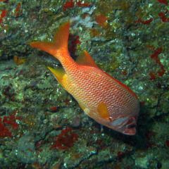 Sargocentron spiniferum