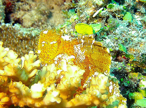 Leaf Scorpionfish — seen at this dive site