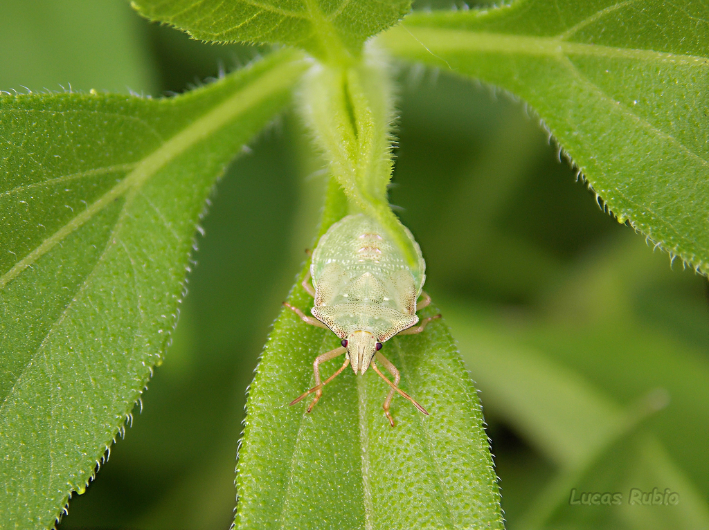 Diceraeus furcatus