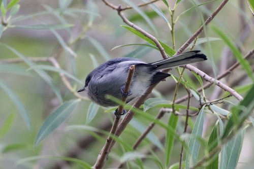 Masked Gnatcatcher (Polioptila dumicola), photo 8