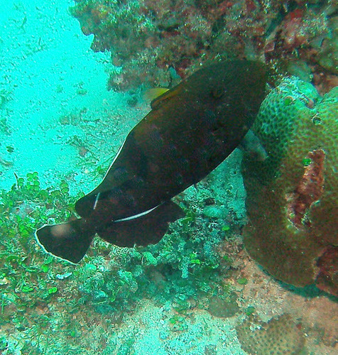 Black-finned Triggerfish — seen at this dive site