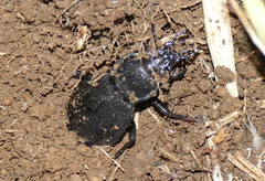Carabus rossii