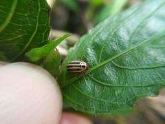 Kuschelina petaurista