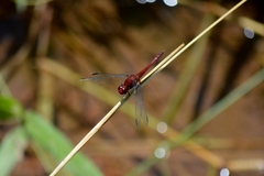 Erythrodiplax famula