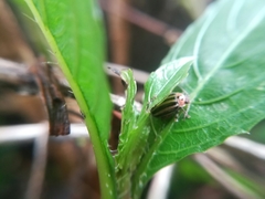 Kuschelina petaurista