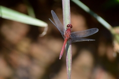 Erythrodiplax famula