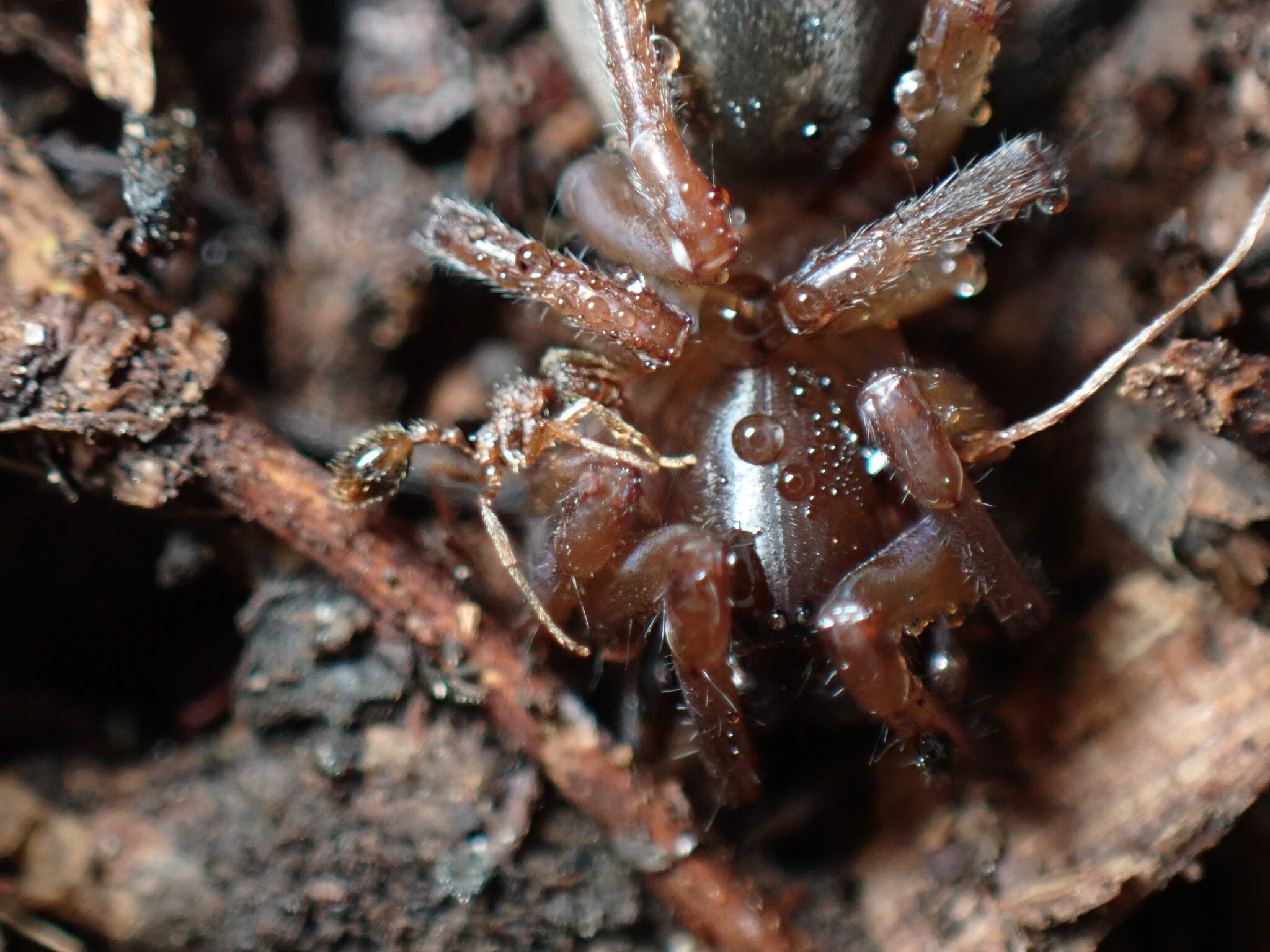 Stenamma nipponense