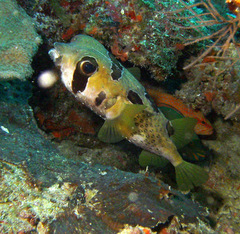 Diodon liturosus