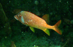 Sargocentron spiniferum