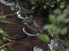 Limnonectes conspicillatus