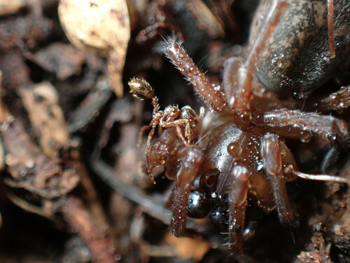 Stenamma nipponenseStenamma nipponense