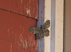 Amblychia praeumbrata