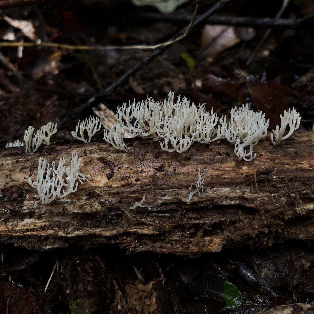 Artomyces adrienneae · April 2023 · photo: © cristianriquelme (iNaturalist, cc-by)