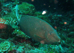 Brown-Spotted Spinefoot photo 4