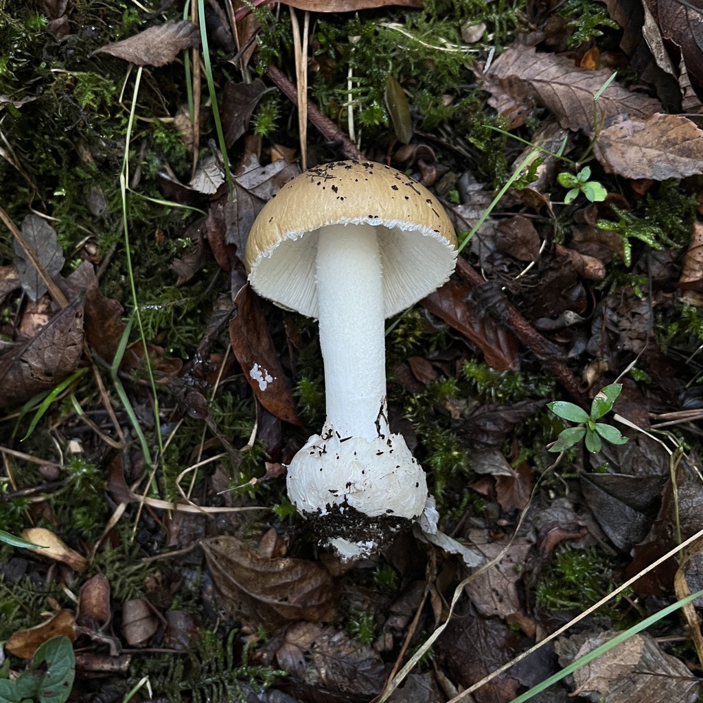 Amanita diemii