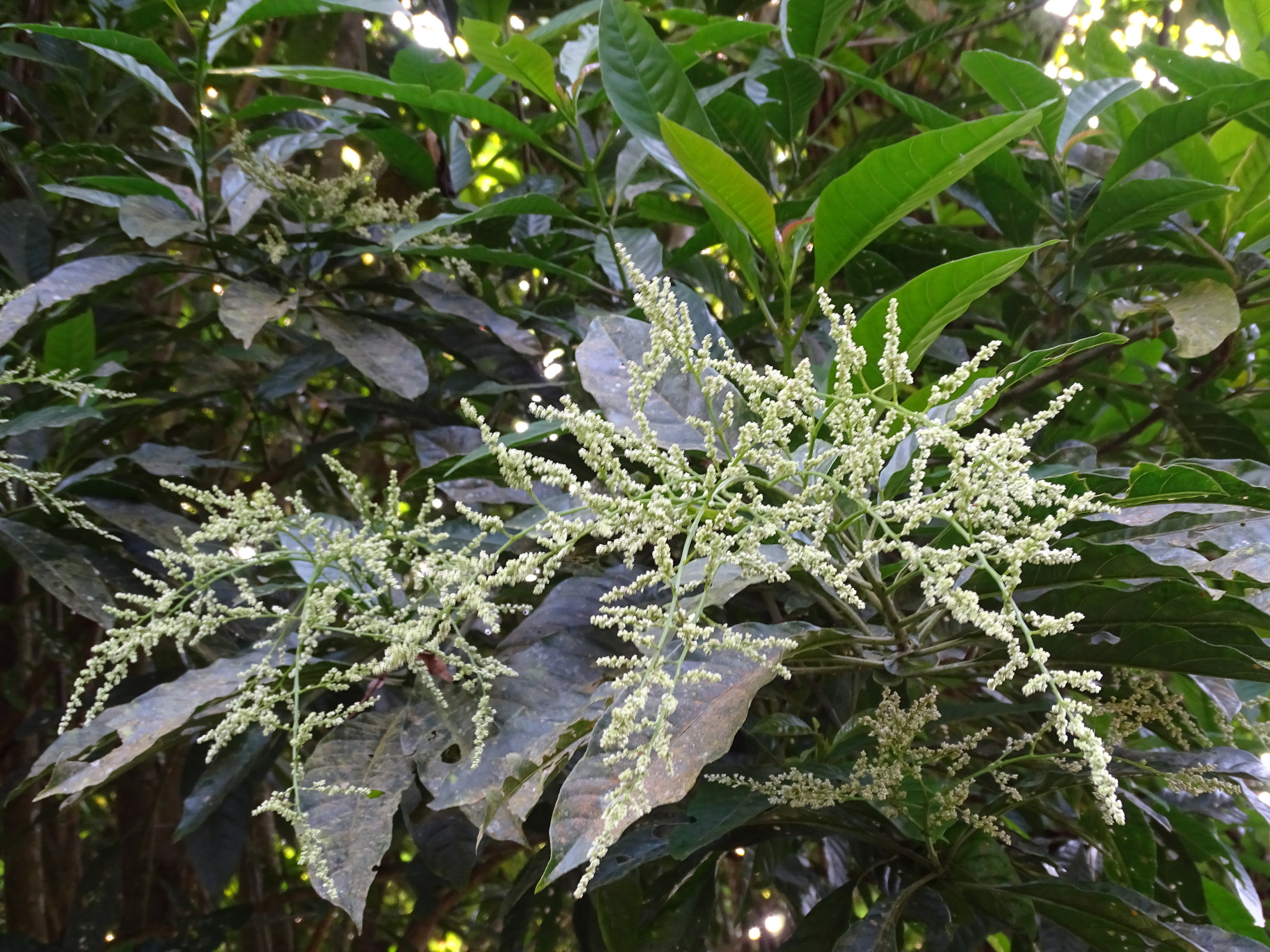 Iresine arbuscula