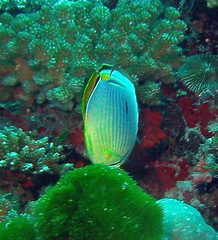 Chaetodon trifasciatus