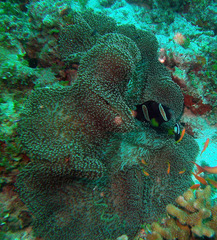 Stichodactyla mertensii