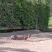 Small Indian Mongoose - Photo (c) Rambler_Rama, some rights reserved (CC BY-NC), uploaded by Rambler_Rama