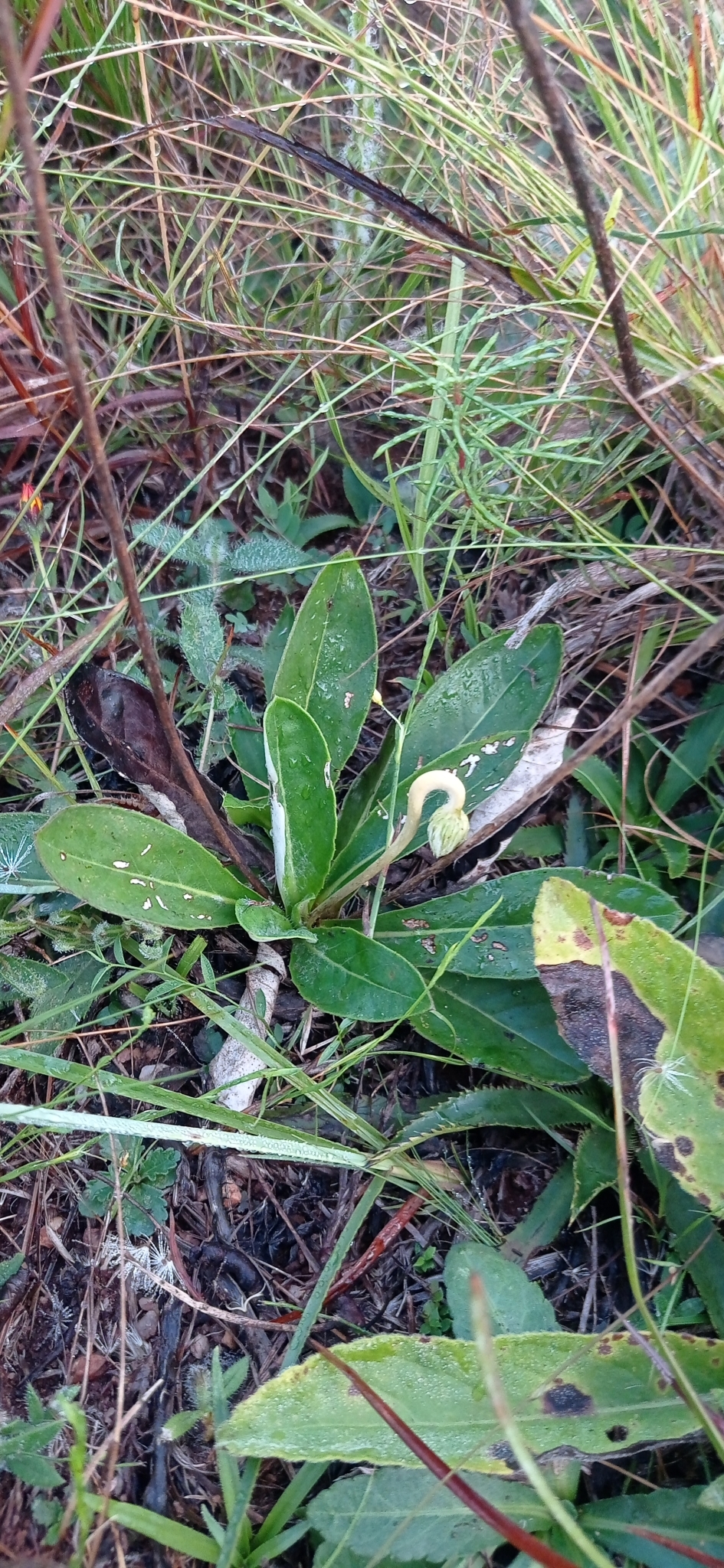 Chaptalia integerrima