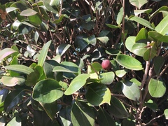 Camellia japonica