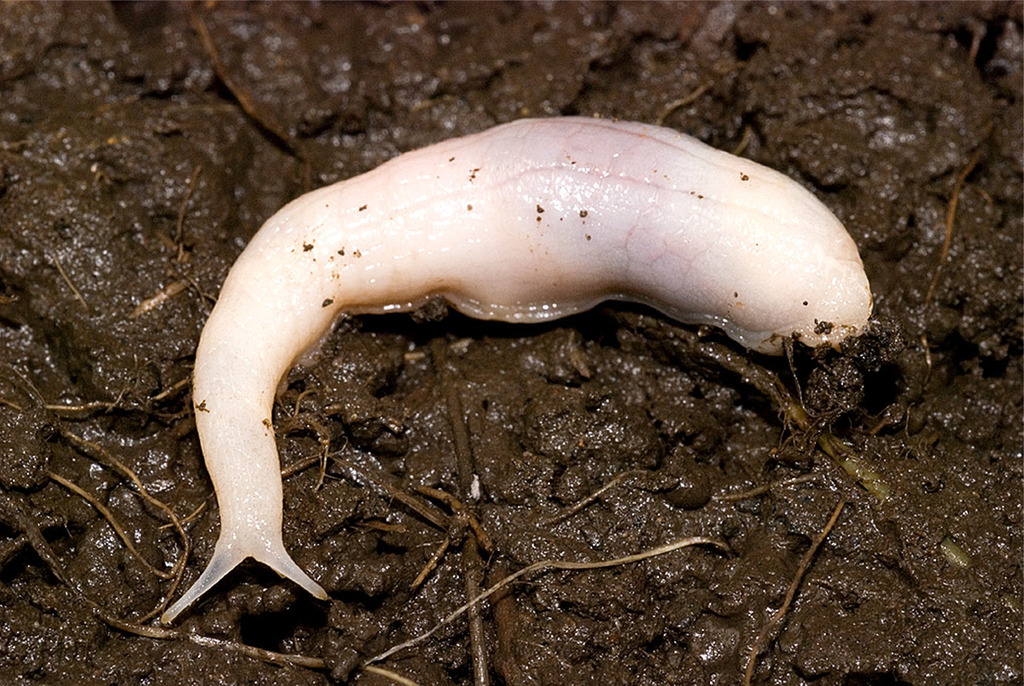 Selenochlamys
