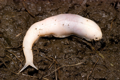 Ghost Slug