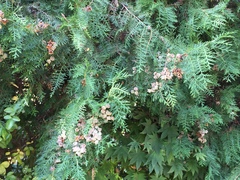 Tracheophyta