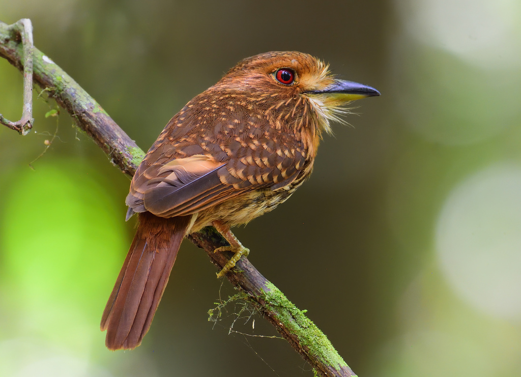 White-Whiskered Puffbird