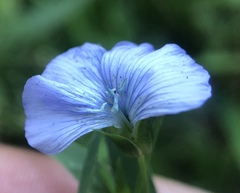 Linum usitatissimum