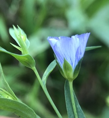 Linum usitatissimum