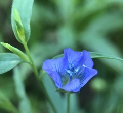 Linum usitatissimum