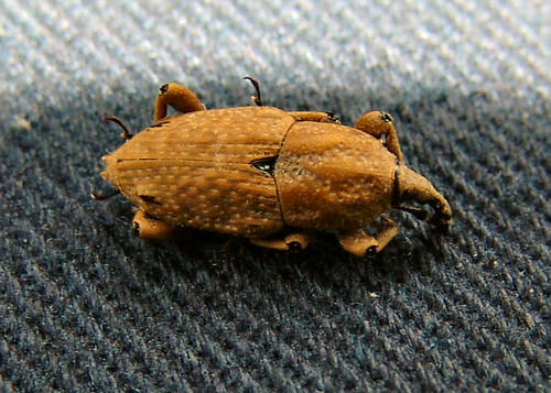 Southern Corn Billbug photo 2