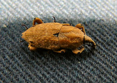 Sphenophorus callosus