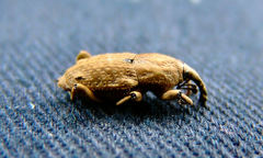 Sphenophorus callosus