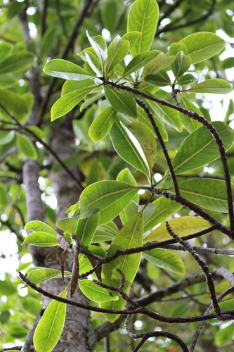 Psychotria hawaiiensis