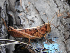 Schistocerca alutacea