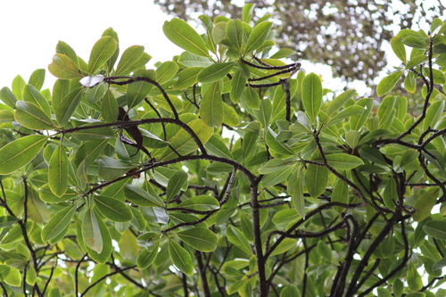 Psychotria hawaiiensis