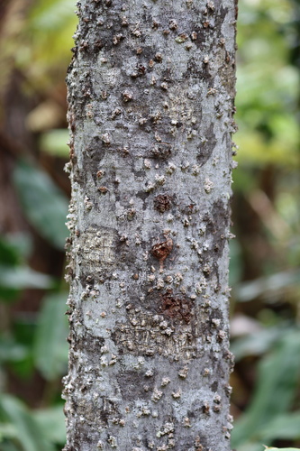 Psychotria hawaiiensis