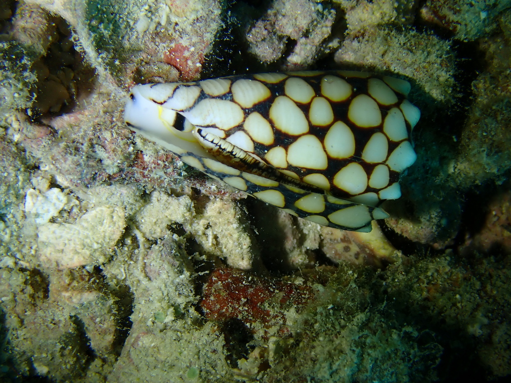 Marble cone