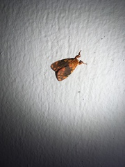 Barsine rosistriata