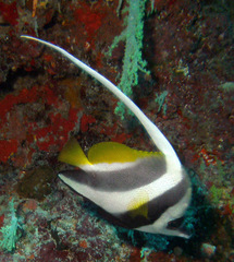 Heniochus acuminatus
