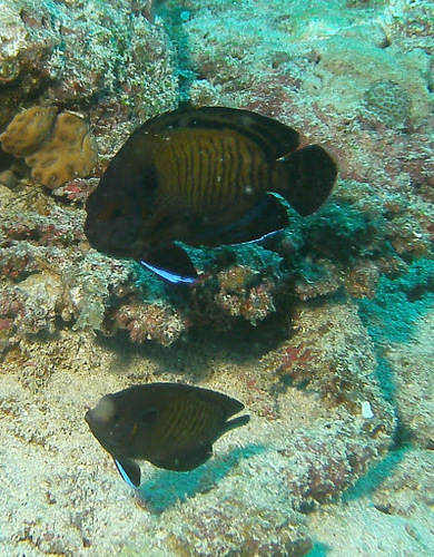 Brown Pygmy Angelfish — seen at this dive site